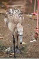 Body texture of gray flamingo 0028